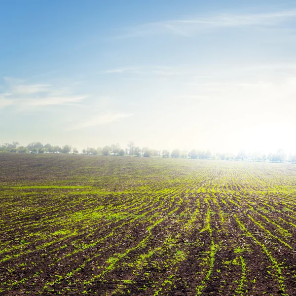 Green rural fields at the early morning — Stock Photo, Image