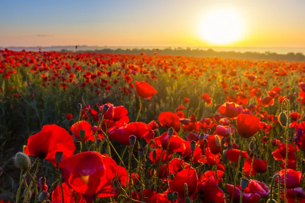 Campo de papoula vermelho ao pôr-do-sol — Fotografia de Stock