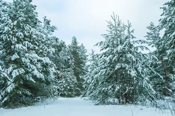 Vinter pinjeskog i en snö scen — Stockfoto