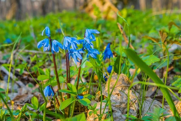 Closeup mooie kleine blauwe Lentebloemen — Stockfoto