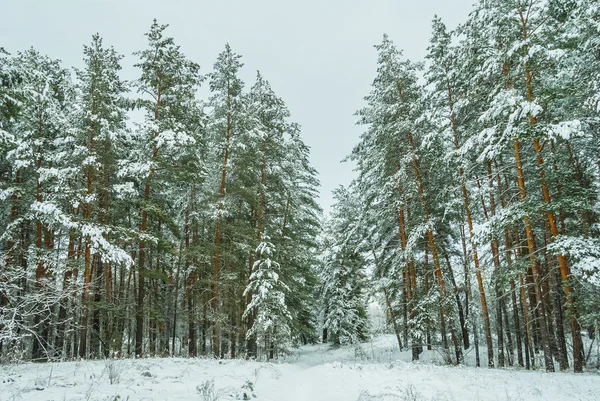 冬の森は霧の中 — ストック写真
