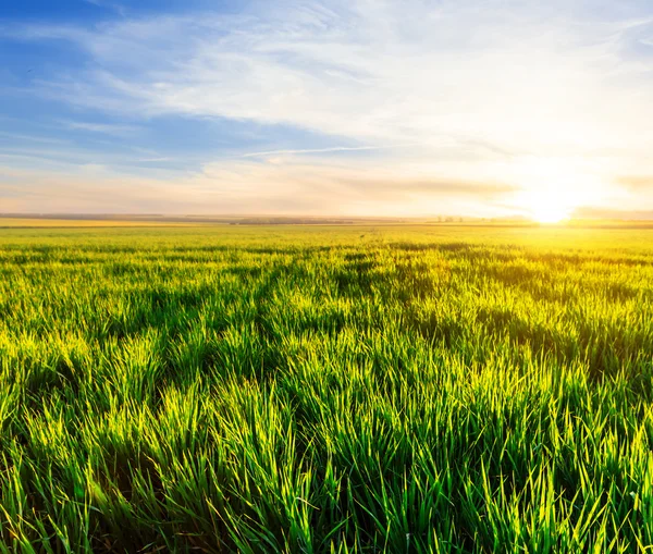 Belos campos verdes ao pôr do sol — Fotografia de Stock