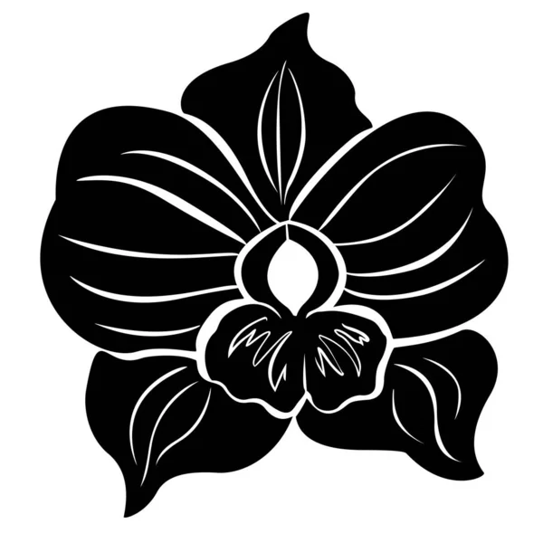 Orchid black and white isolated flower — Vector de stock