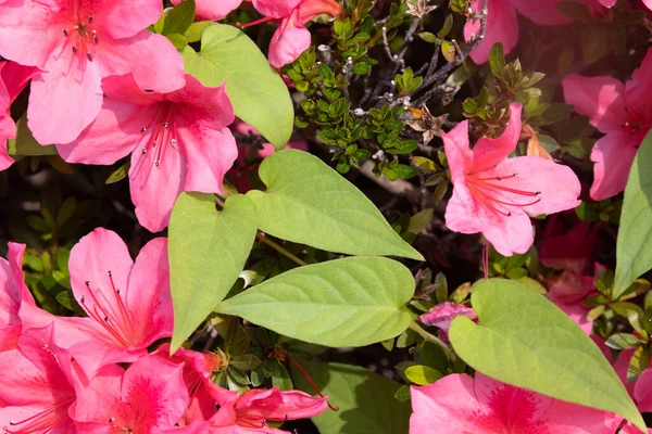 Багато Енергійних Рожевих Азалеїв Цвітуть — стокове фото