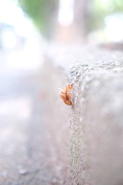 Ağustosböceği kabukları yaya kaldırımına yapışır.