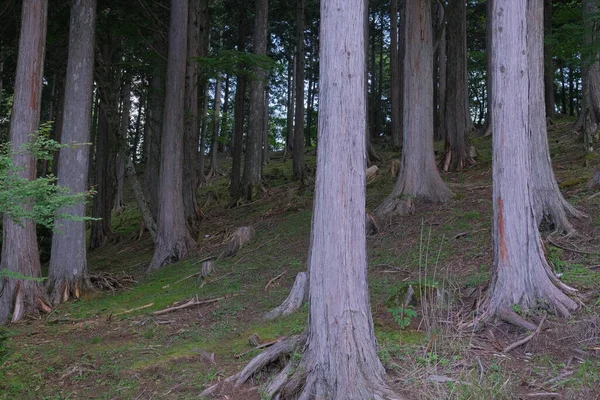 Dağ yolundaki sık ağaçlarda