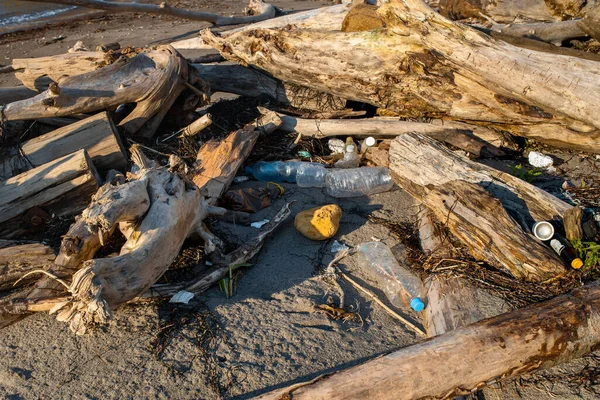 stock image Old trees and garbage washed ashore after the storm. Plastic bottles and wastes trash pollute the beach. Global problem of environmental pollution. Careless and irresponsible attitude to nature.