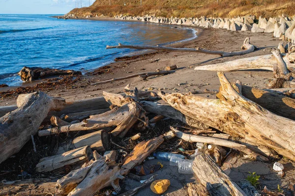 Plastik Şişeler Atıklar Sahili Kirletiyor Fırtınadan Sonra Eski Ağaçlar Çöpler — Stok fotoğraf