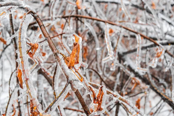 Fallen Branches Tree Autumn Leaves Covered Ice Lying Ground Ice — Stock Photo, Image