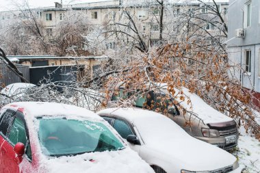 Vladivostok, Rusya - 19 Kasım 2020: Rüzgâr tarafından kırılan ağaçlar arabaların üzerine düştü. Buza bulanmış ve yere eğilmiş ağaçlar. Kışın şehir. Buz fırtınası.