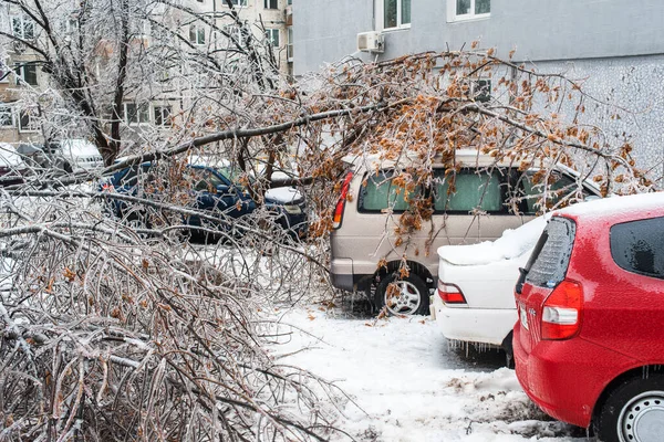 Władywostok Rosja Listopada 2020 Samochody Spadły Gałęzie Drzew Zerwane Przez — Zdjęcie stockowe