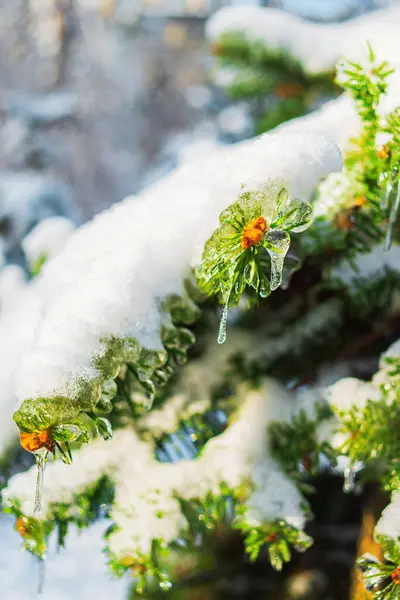 Fir Branches Covered Sparkling Snow Ice Shiny Icicles Spruce Tree — Stock Photo, Image