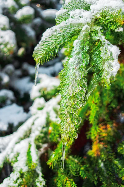 Cold frosty morning in the Winter forest. — Stock Photo, Image