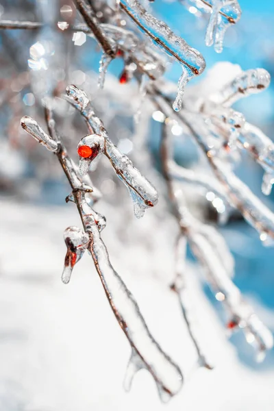 Tree twigs with sparkling snow and ice. — Stock Photo, Image