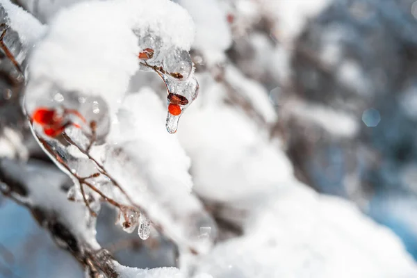 Tree twigs with sparkling snow and ice. — Stock Photo, Image