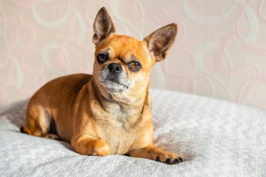 Tatlı chihuahua köpeği yatakta yatıyor..