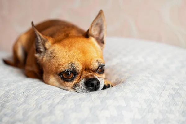 Küçük bir chihuahua köpeği yatağa uzanıyor..