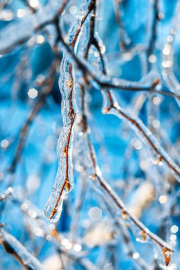 Kış havası. Doğal Noel arkaplanı.