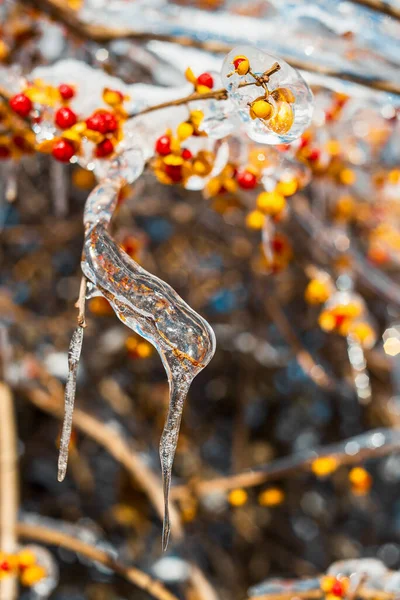 Tree branches with sparkling ice and snow — Stock Photo, Image