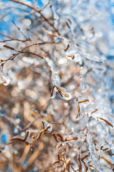 Rami di alberi con ghiaccio scintillante e neve. Stagione invernale. — Foto Stock