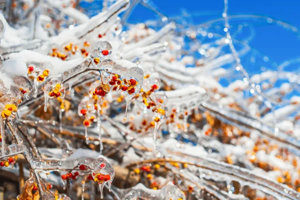 Tree branches with sparkling ice and snow. Winter season. — Stock Photo, Image