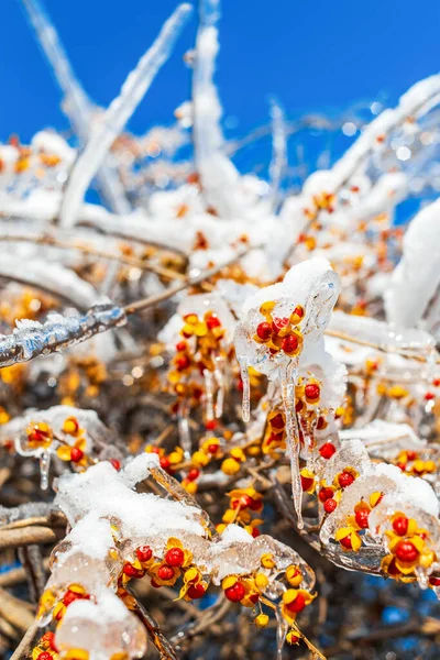 Tree branches with sparkling ice and snow. Winter season. — Stock Photo, Image