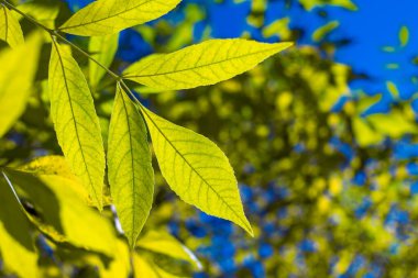 Mavi gökyüzünde sarı yapraklar