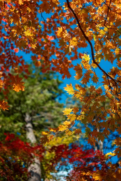 Ağaçta sonbahar yaprakları — Stok fotoğraf