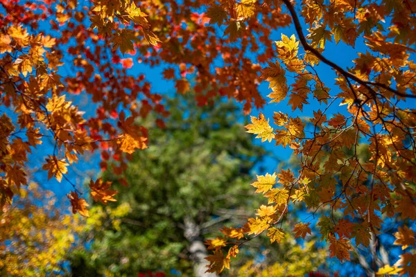 Fall leaves on the tree — Stock Photo, Image
