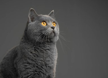 Gri arka planda sevimli İngiliz kısa hava kedisi