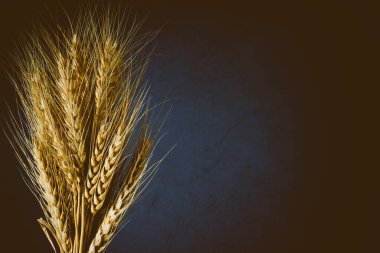  Eski arkaplanda buğday sıçraması