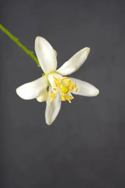 Tangerine flower on the black background