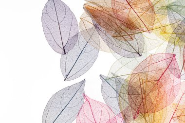 Beyaz arkaplanda şeffaf yaprak iskeletleri
