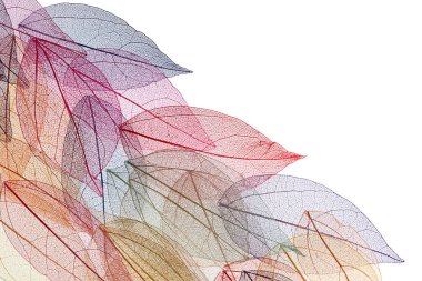 Beyaz arkaplanda şeffaf yaprak iskeletleri