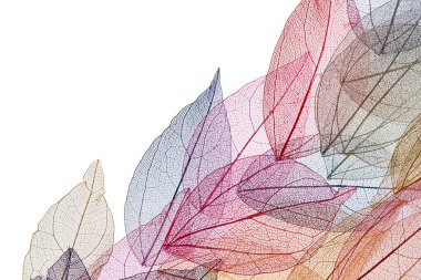 Beyaz arkaplanda şeffaf yaprak iskeletleri