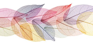 Beyaz arkaplanda şeffaf yaprak iskeletleri