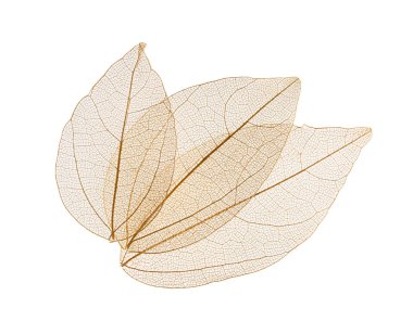 Beyaz arkaplanda şeffaf yaprak iskeletleri