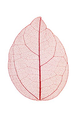 Beyaz arkaplanda şeffaf yaprak iskeletleri