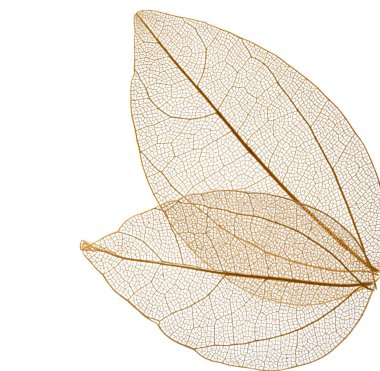 Beyaz arkaplanda şeffaf yaprak iskeletleri