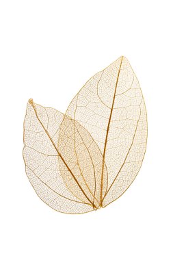 Beyaz arkaplanda şeffaf yaprak iskeletleri