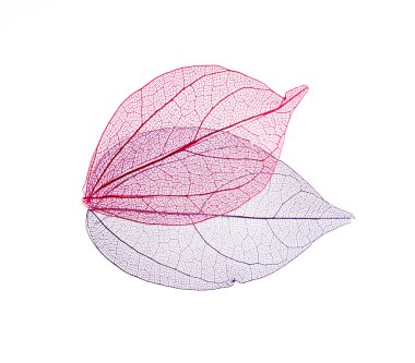 Beyaz arkaplanda şeffaf yaprak iskeletleri