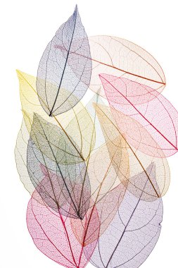 Beyaz arkaplanda şeffaf yaprak iskeletleri