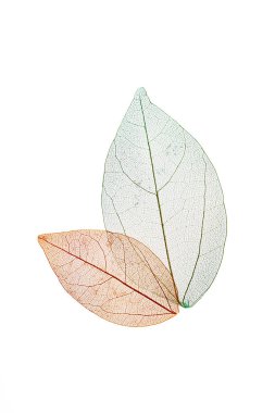 Beyaz arkaplanda şeffaf yaprak iskeletleri