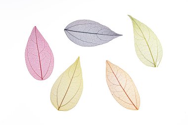 Beyaz arkaplanda şeffaf yaprak iskeletleri