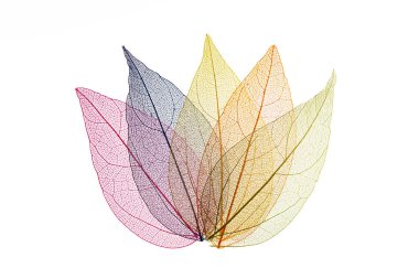 Beyaz arkaplanda şeffaf yaprak iskeletleri