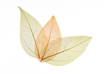 Beyaz arkaplanda şeffaf yaprak iskeletleri
