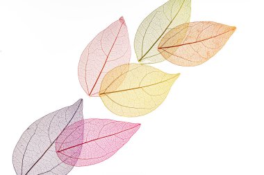 Beyaz arkaplanda şeffaf yaprak iskeletleri