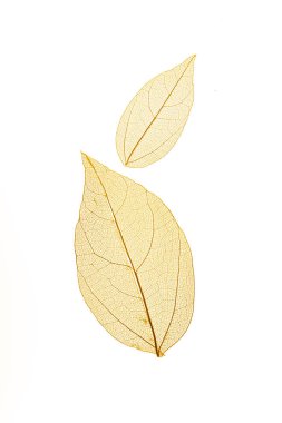 Beyaz arkaplanda şeffaf yaprak iskeletleri