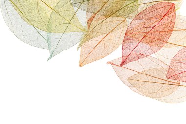 Beyaz arkaplanda şeffaf yaprak iskeletleri