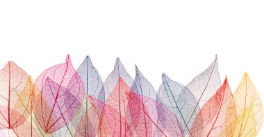 Beyaz arkaplanda şeffaf yaprak iskeletleri